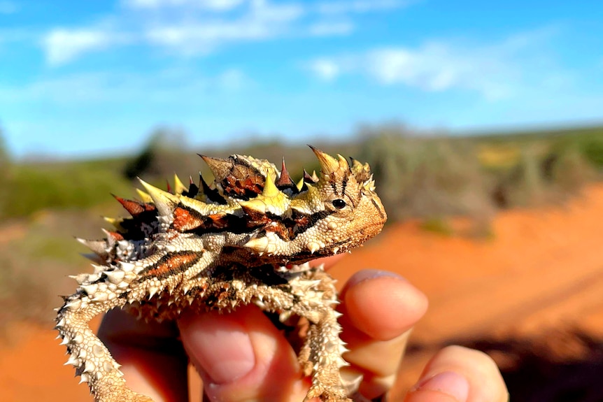 The front half of a thorny devil looking sideways to the right of screen is grasped in an left-hand close-up at a dirt track.