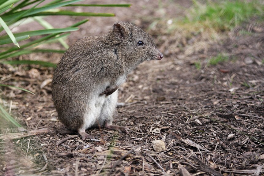 A long-footed potoroo in bushland near a plant.