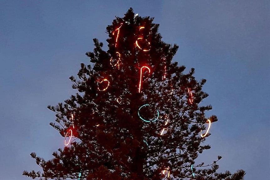 A Norfolk Pine haphazardly decorated with luminous Christmas decorations.