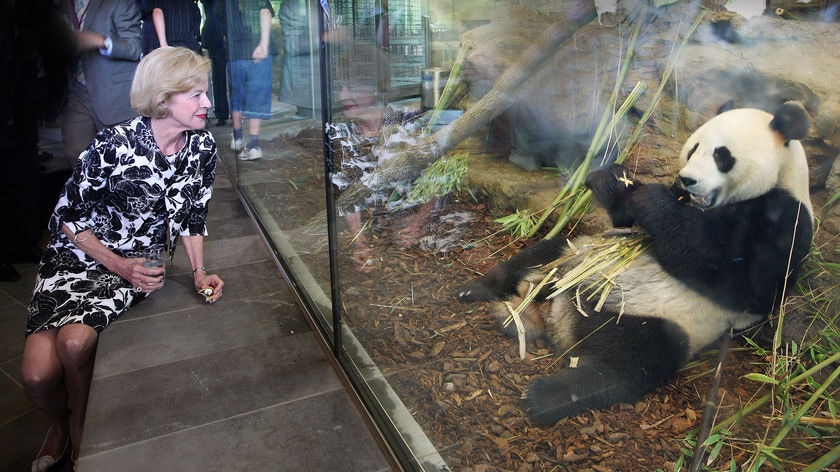 Quentin Bryce gets a close up look at Adelaide Zoo's new giant panda