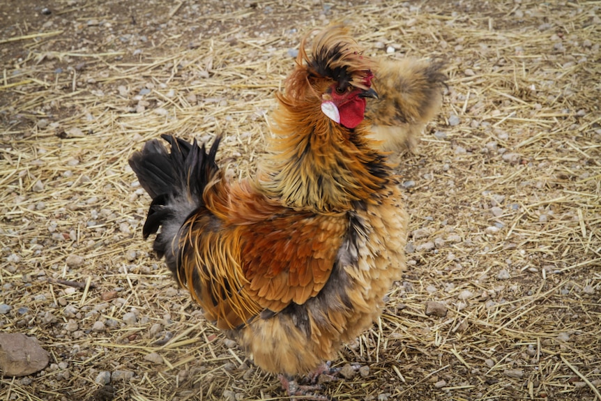 A fluffy chicken with orange, brown and black feathers.