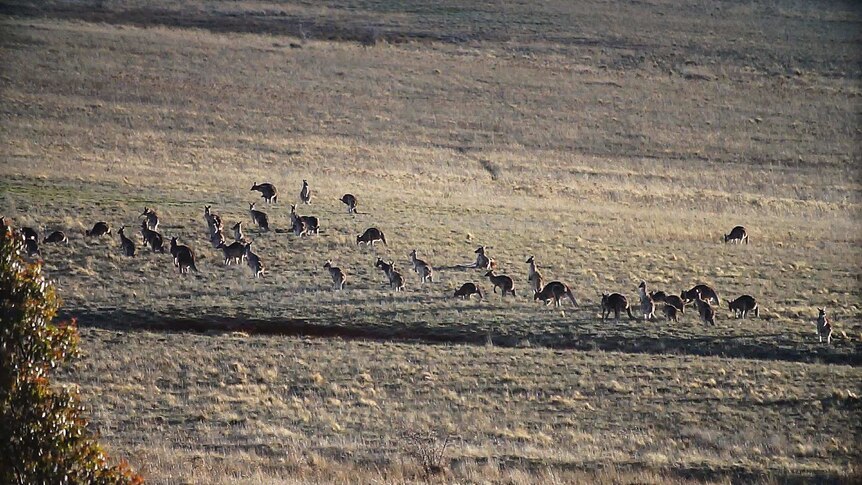 A mob of kangaroos during the annual Canberra kangaroo cull.