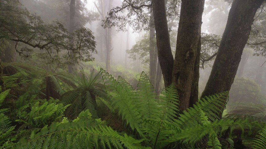 Ferns of a cool temperate rainforest in a gully of Mountain Ash and Alpine Ash forests.