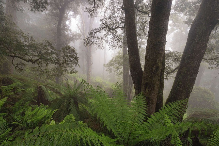 Ferns of a cool temperate rainforest in a gully of Mountain Ash and Alpine Ash forests.