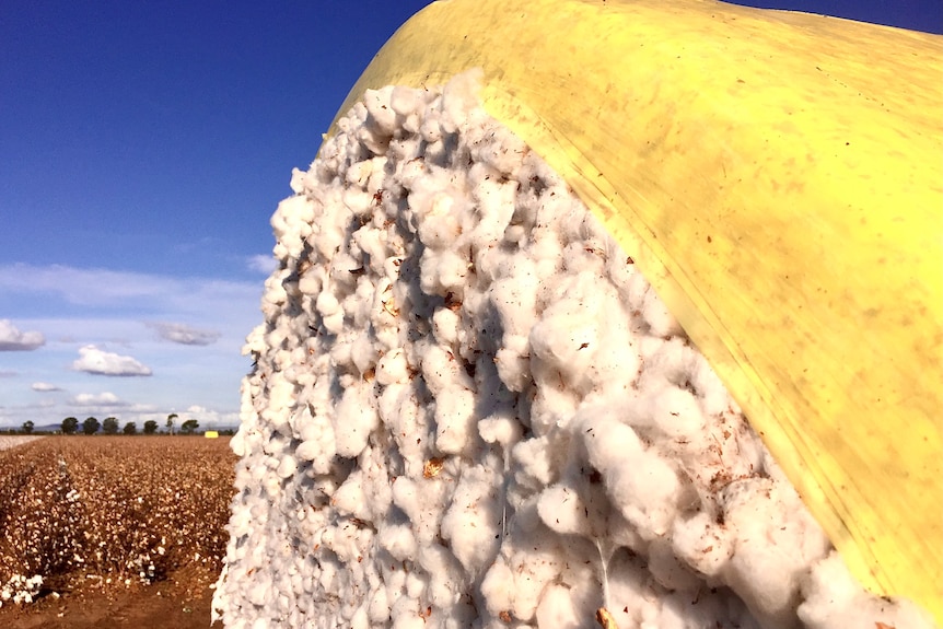 A bale of cotton wrapped in yellow plastic in a picked field.