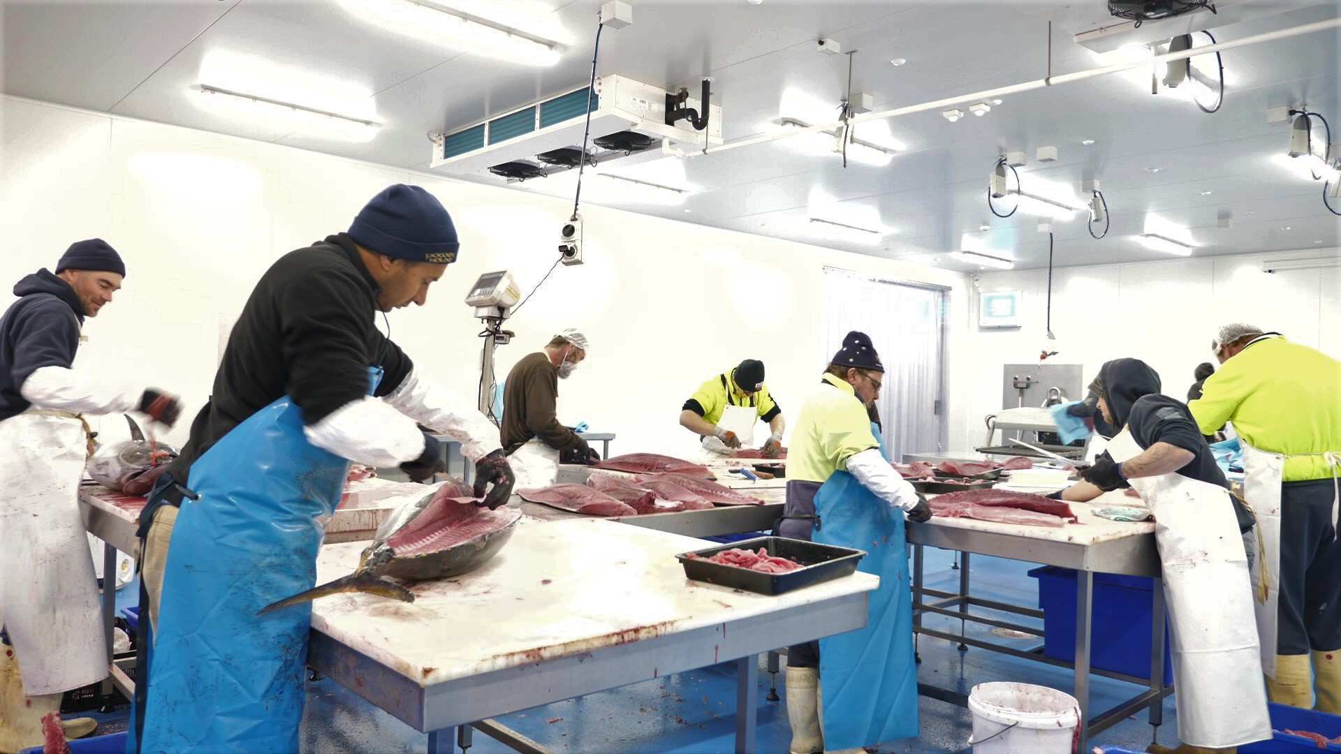 Southern bluefin tuna companies unite to develop domestic market after