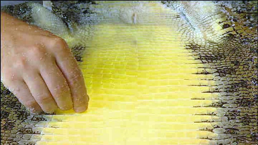 Science aims to help produce designer crocodile skins.