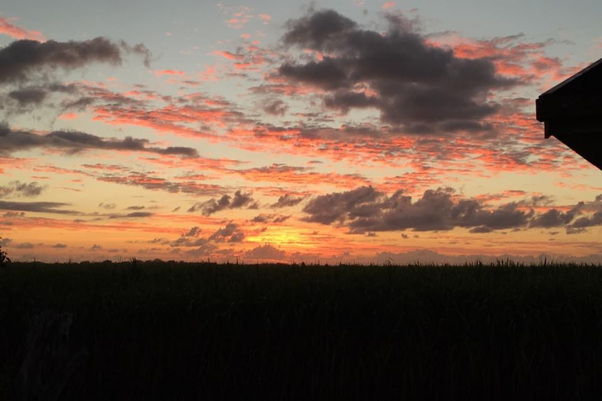 A sunrise over a cane field.