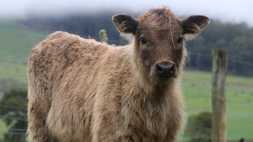 A calf standing in a green paddock