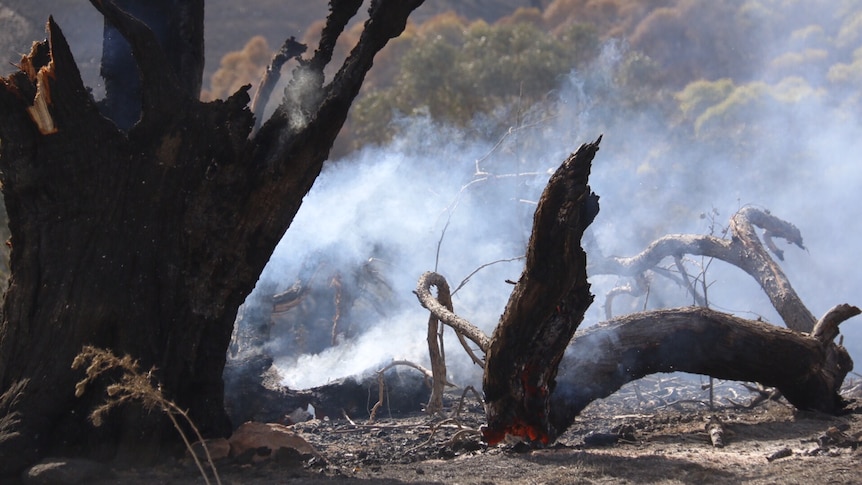 Burned earth and trees with smoke still rising.