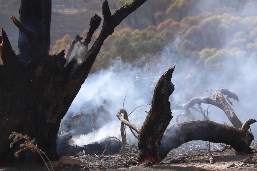 Burned earth and trees with smoke still rising.