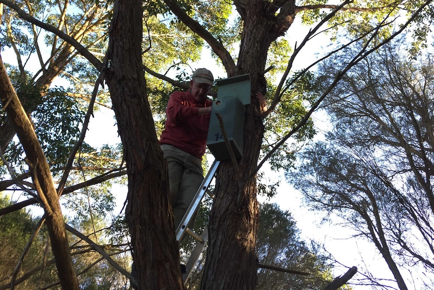 man checking sugar glider box