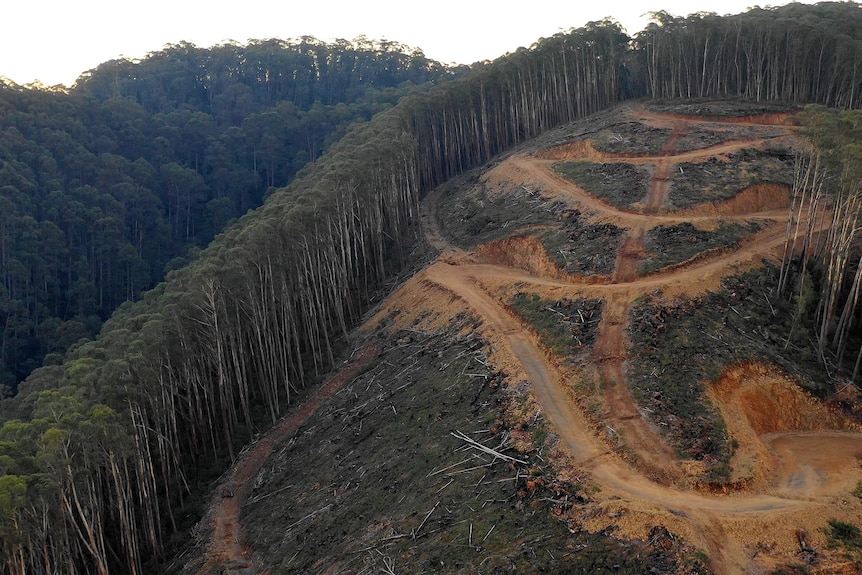 A zig-zagging dirt road at a cleared logging site on a hill, surrounded by tall green trees.