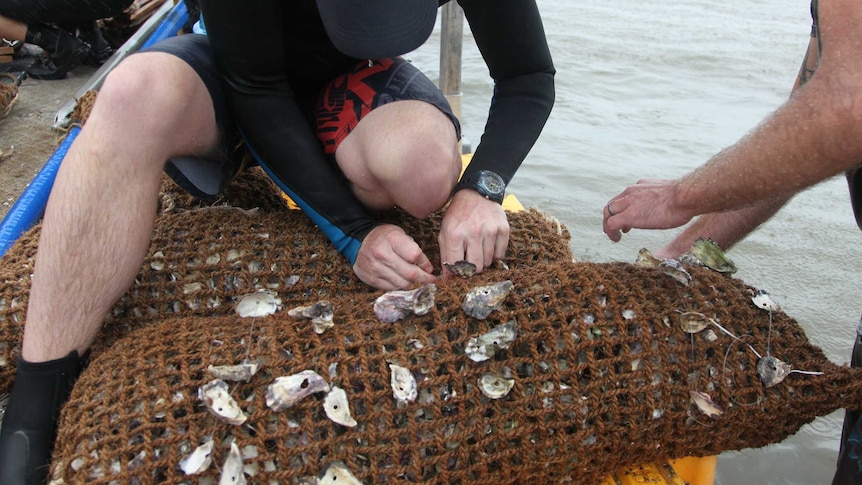 Dr Ben Gilby kneels on a large sausage-shaped net filled with oyster shells and attaches smaller oysters