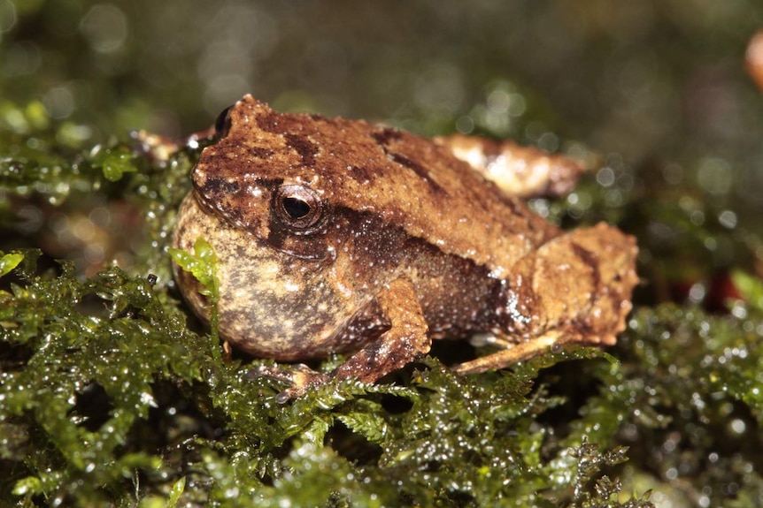 A brown frog sits on wet looking green leaves.