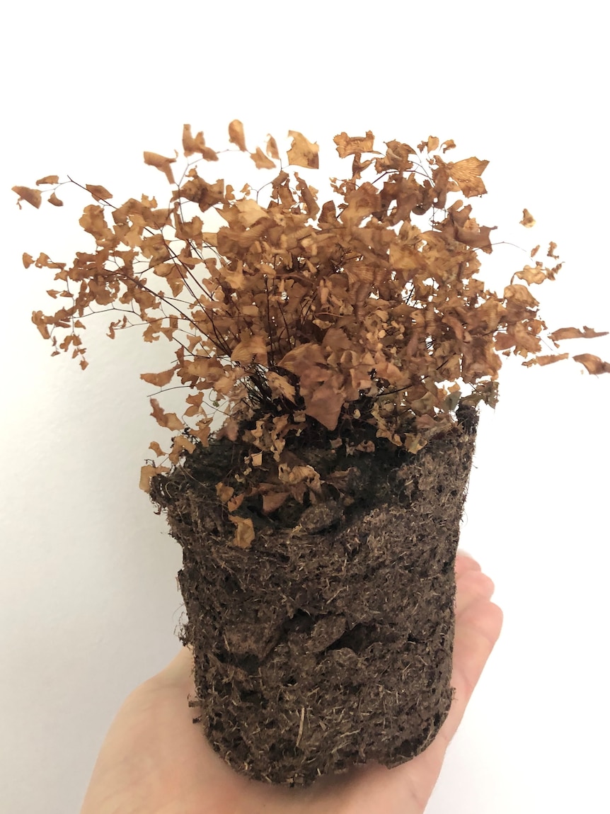 A dried out Maidenhair fern in the palm of someone's hands, a plant that can be hard to care for.