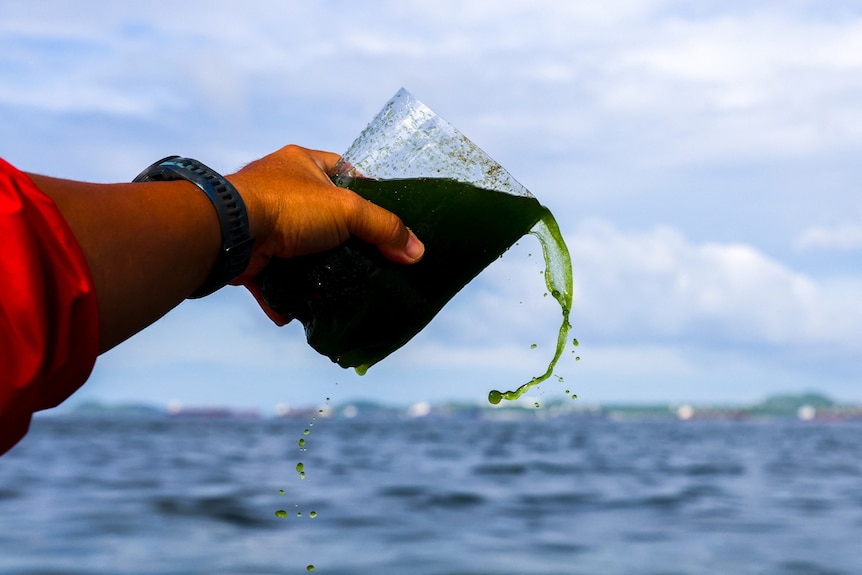 A hand pours a container of green liquid with the sea in the background. 