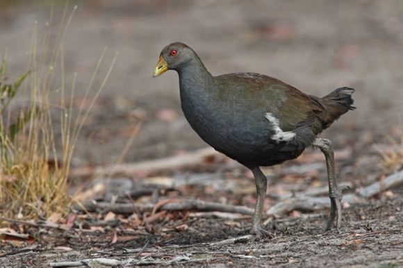 A flightless Tasmanian native hen.