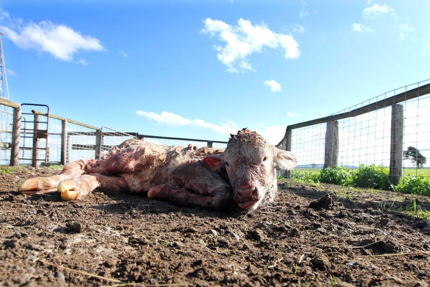 Newborn calf