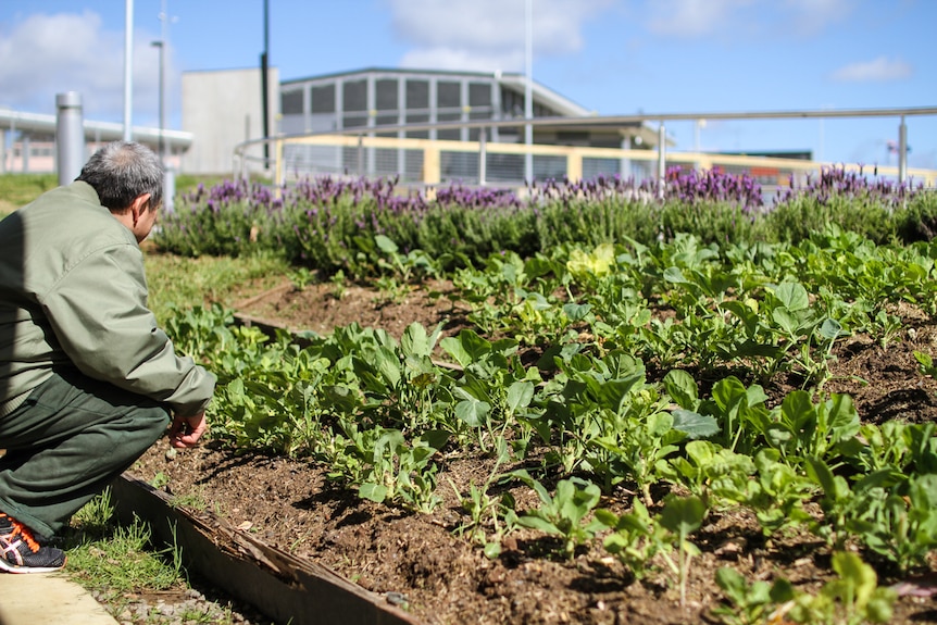 Many of the prisoners of Asian background have embraced gardening growing vegetables such a bok choi and gai lan.