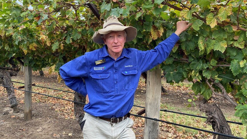 A man in a blue shirt stands in front of grape vines.