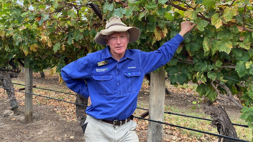 A man in a blue shirt stands in front of grape vines.