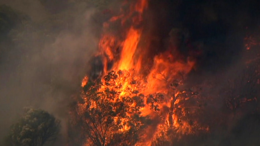 Trees burn in a bushfire