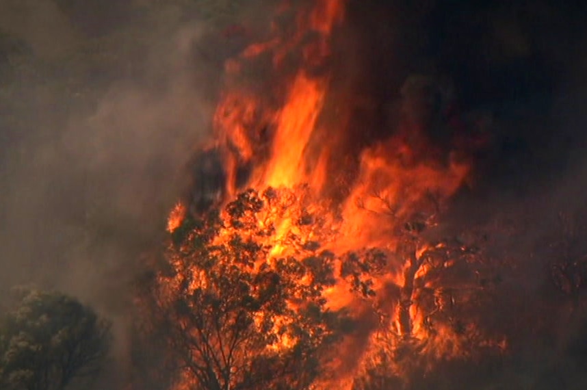 Trees burn in a bushfire