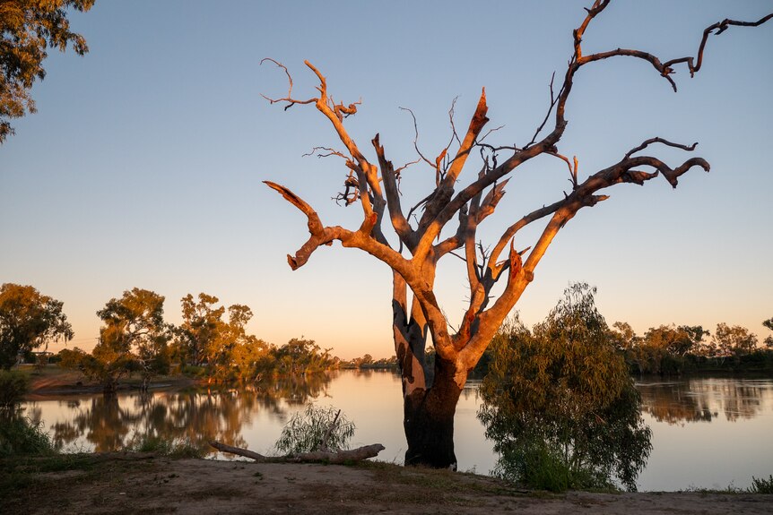 A tree without leaves in front of a waterhole at dawn