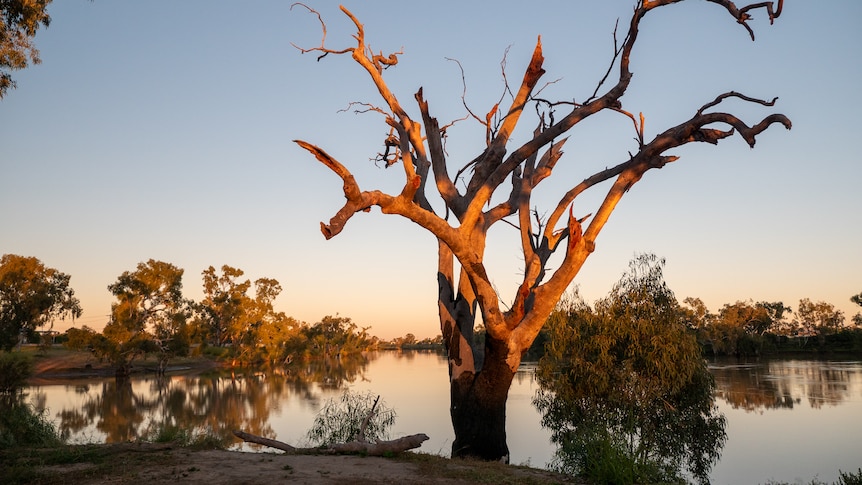 A submerged tree and bushes in a river as sun sets, blue sky.