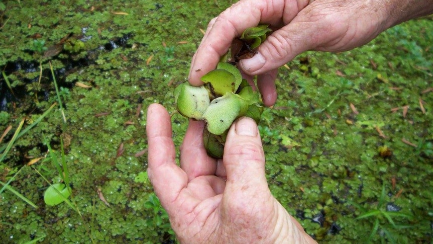 A man's hands hold some salvinia weed withl several small weevils sitting on the plant.