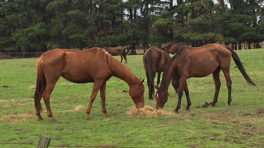 Underfed horses eating hay in a paddock on the Mornington Peninsula