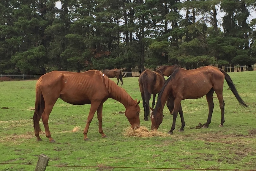 Underfed horses eating hay in a paddock on the Mornington Peninsula