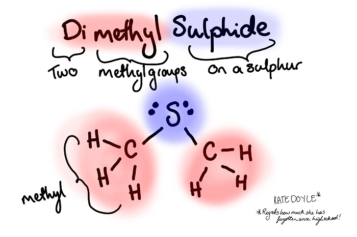 The dimethyl sulphide molecule is made up of two methyl groups bonded to a sulphur.