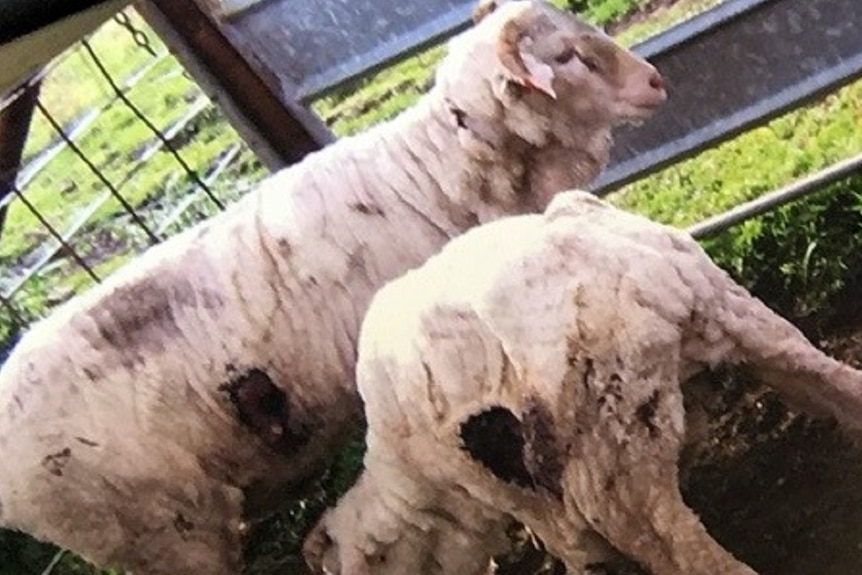 Sheep standing in a pen after being attacked by a wild dog and having their kidneys torn out.