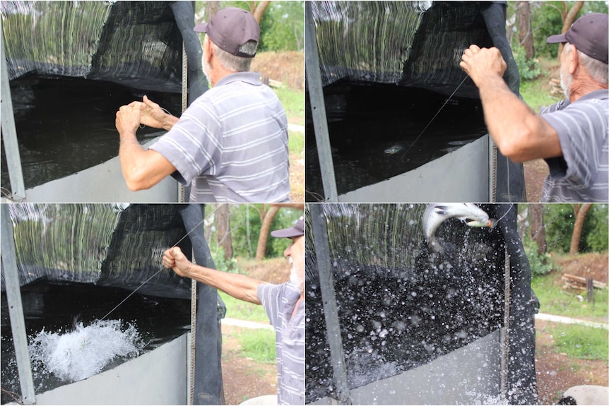 a man pulling a barramundi out of a tank