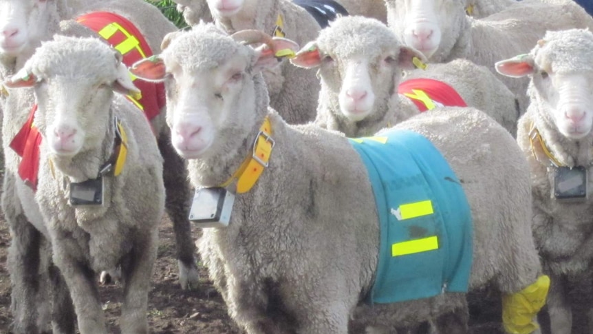 Sheep fitted with GPS collars and hi-vis jackets.