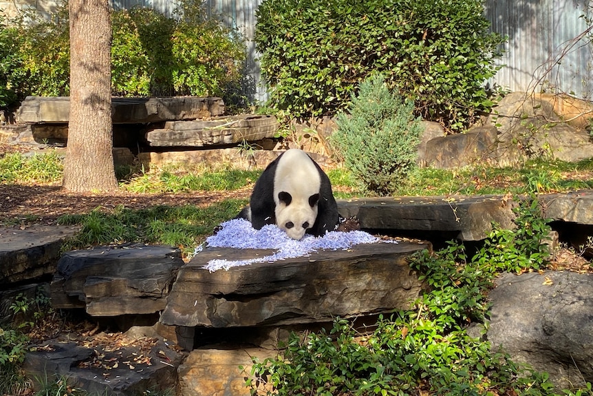 A panda in a zoo enclosure playing with shredded paper