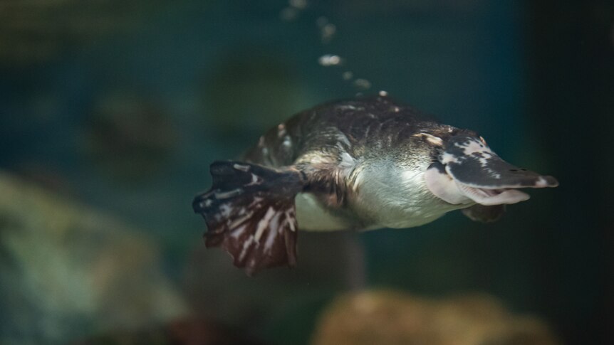 A close up of a platypus swimming underwater 