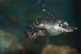 A close up of a platypus swimming underwater 