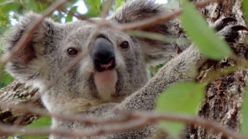 close up of koala in a tree on Fraser Coast