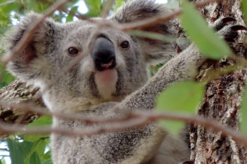 close up of koala in a tree on Fraser Coast