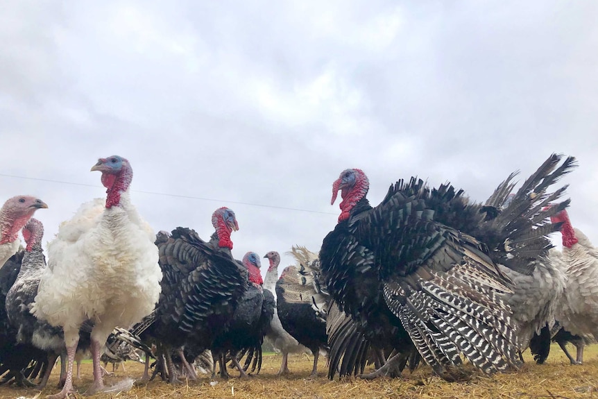 Turkeys in different colours in a field