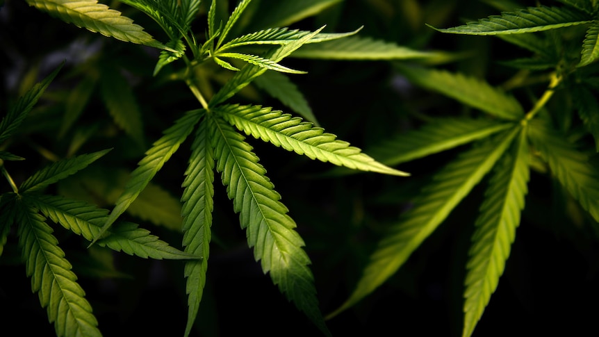 A close up shot of a cannabis plant.