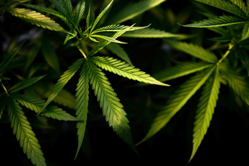 Gros plan de la plante de cannabis.