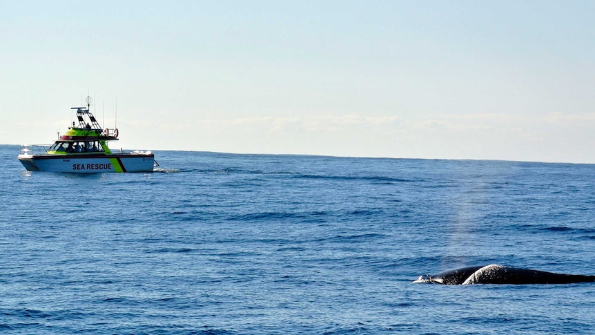 A humpback whale with a sea rescue boat in the background.