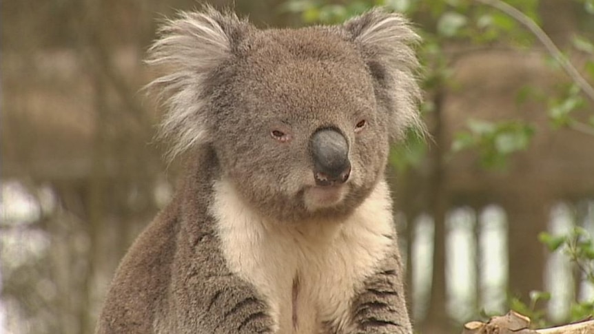 A koala at the National Zoo in Canberra. Generic.