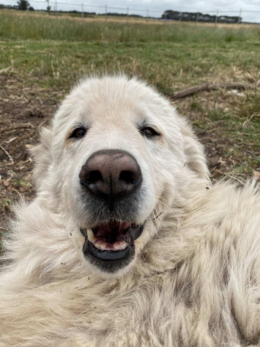A white, fluffy maremma sheepdog close up and appearing to smile