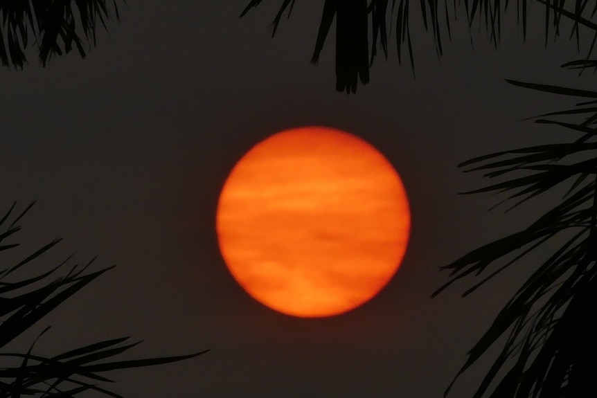 A picture of the sun as a golden orange colour with palm leaves in the foreground.