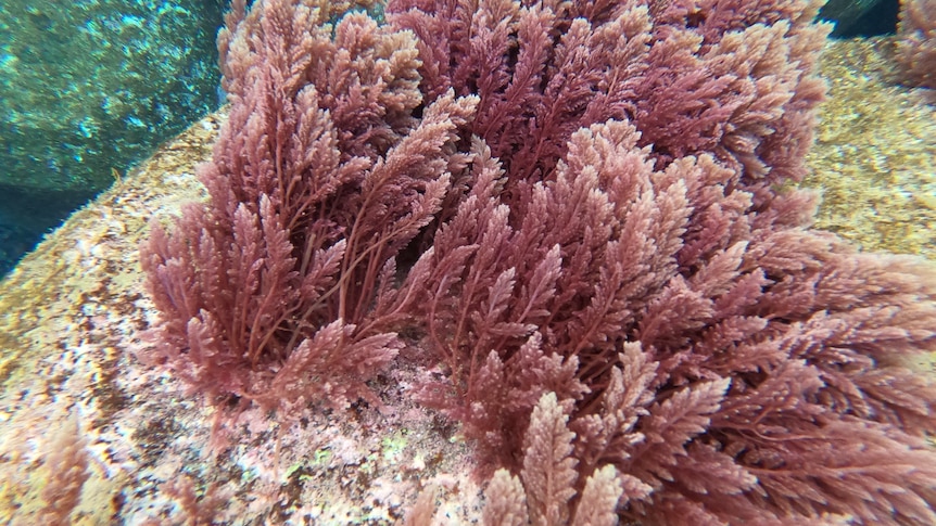 Red seaweed growing in the wild